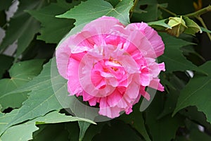 Hibiscus mutabilis/Three times color change flower ÃÂ 